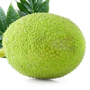 Breadfruit