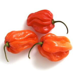 Scotch Bonnet Peppers (Githiyo Mirus)
