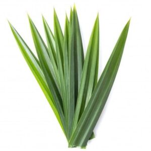 Pandan Leaf