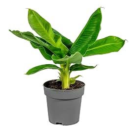 Banana Saplings