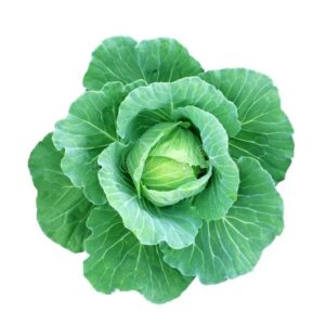 Cabbage