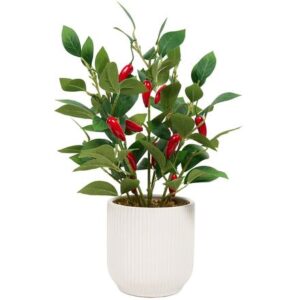 Chili Plant