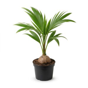 Coconut Tree