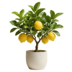 Lemon Tree