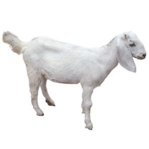 Goat