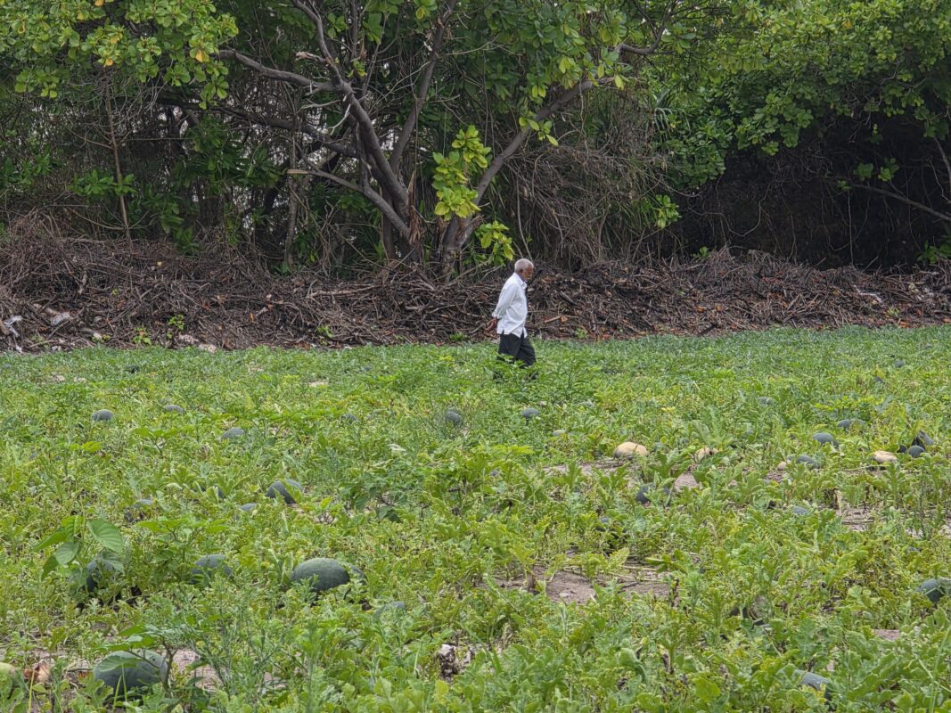 Mohamed Waheed walking through a watermelon field in Madidhoo