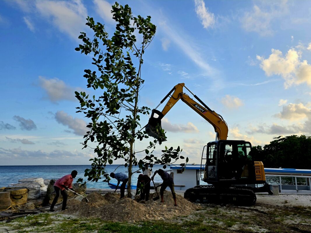Banyan tree being planted near the jetty in Madidhoo